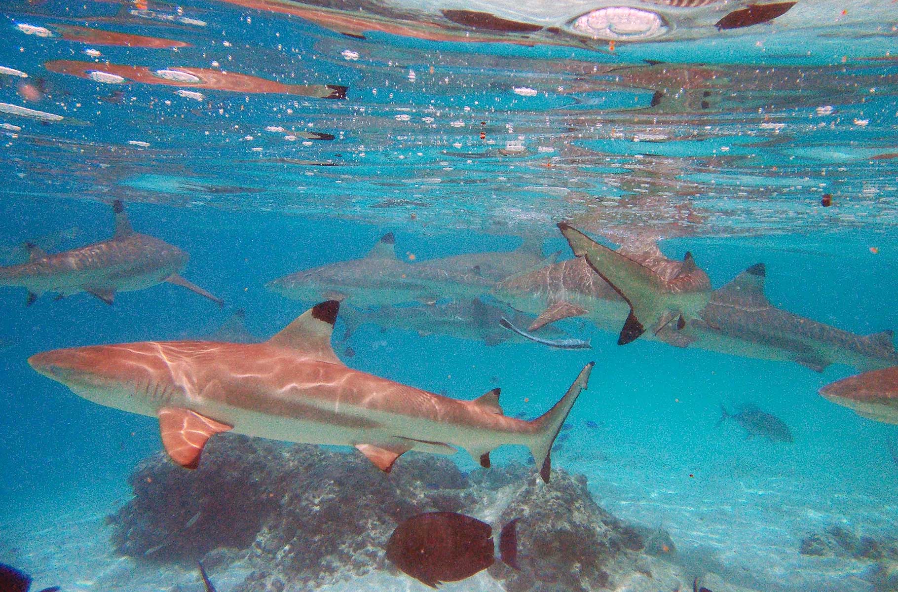 Snorkel em Moorea - O que fazer na Polinésia