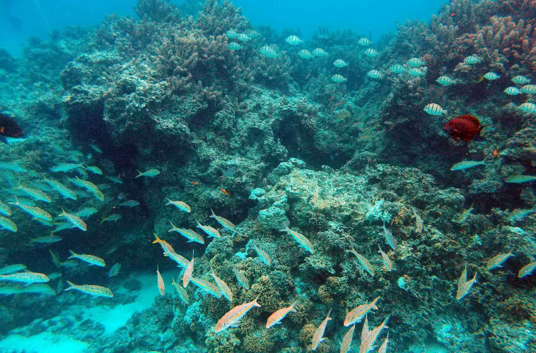 Jardin du Corail, em Bora Bora - O que fazer na Polinésia