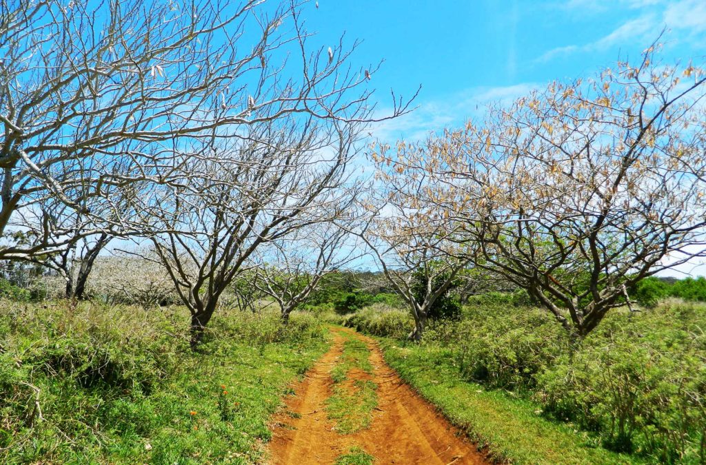 O que fazer na Ilha de Páscoa: vulcão Rano Kau