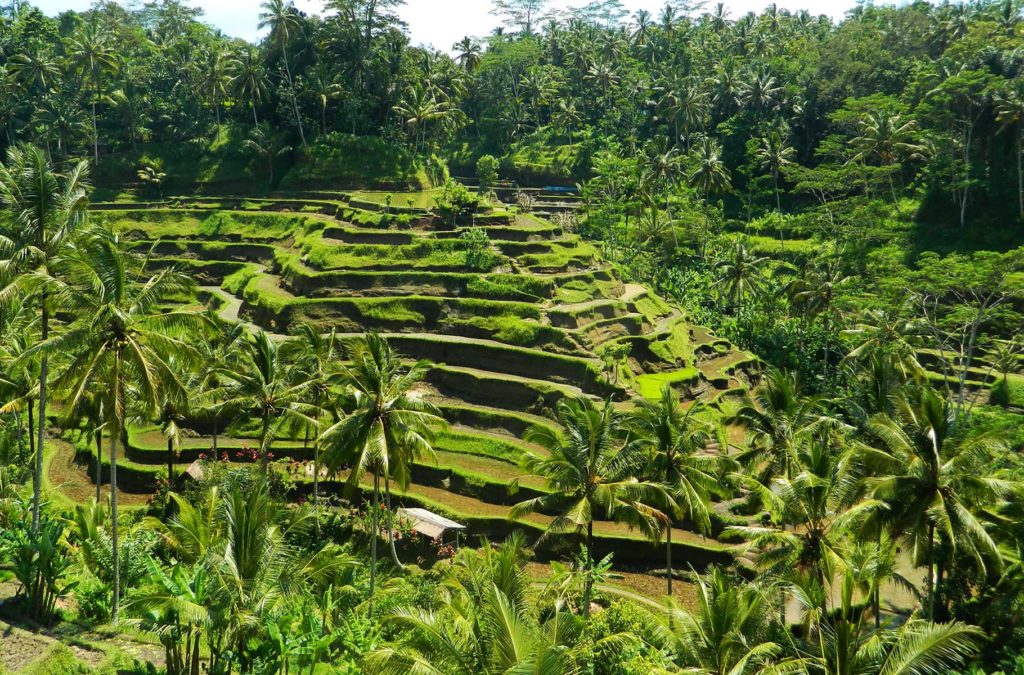 O que fazer em Bali - Terraços de arroz de Tagalagang