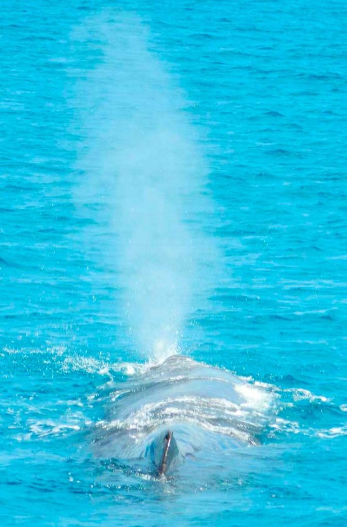 Passeio leva turistas para ver baleias na cidade de Kaikoura, na ilha sul da Nova Zelândia