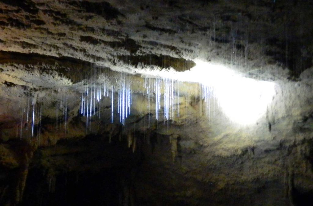 Vermes fluorescentes podem ser vistos nas cavernas de Waitomo