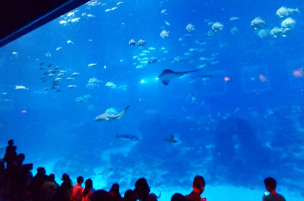 O que fazer em Cingapura - SEA Aquarium