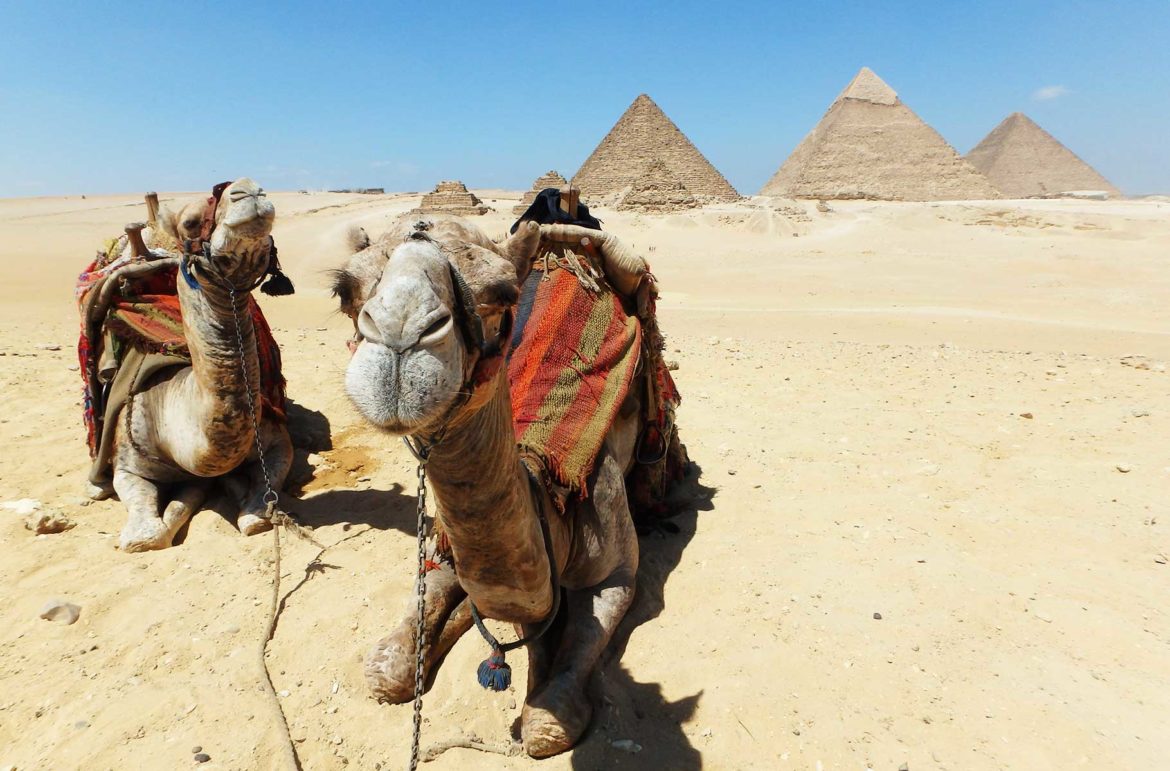Camelos em frente às Pirâmides de Giza (Egito)