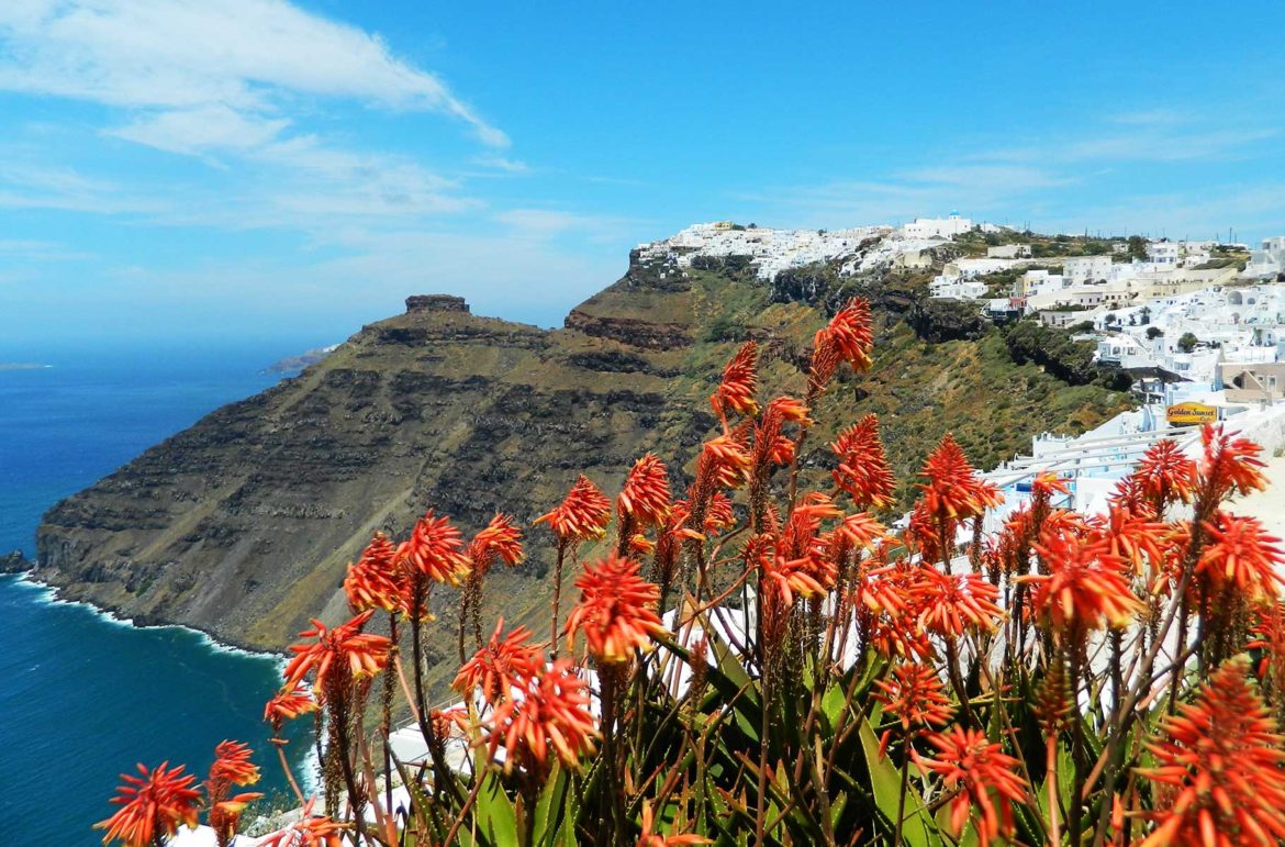 Flores sobre penhascos na Ilha de Santorini (Grécia)