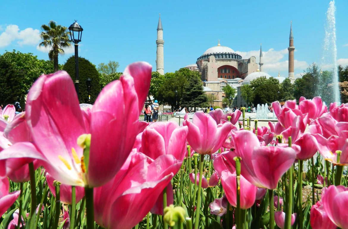 Canteiro de tulipas em frente à Hagia Sofia, em Istambul (Turquia)