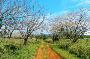 Guia de Viagem Ilha de Páscoa - Dicas