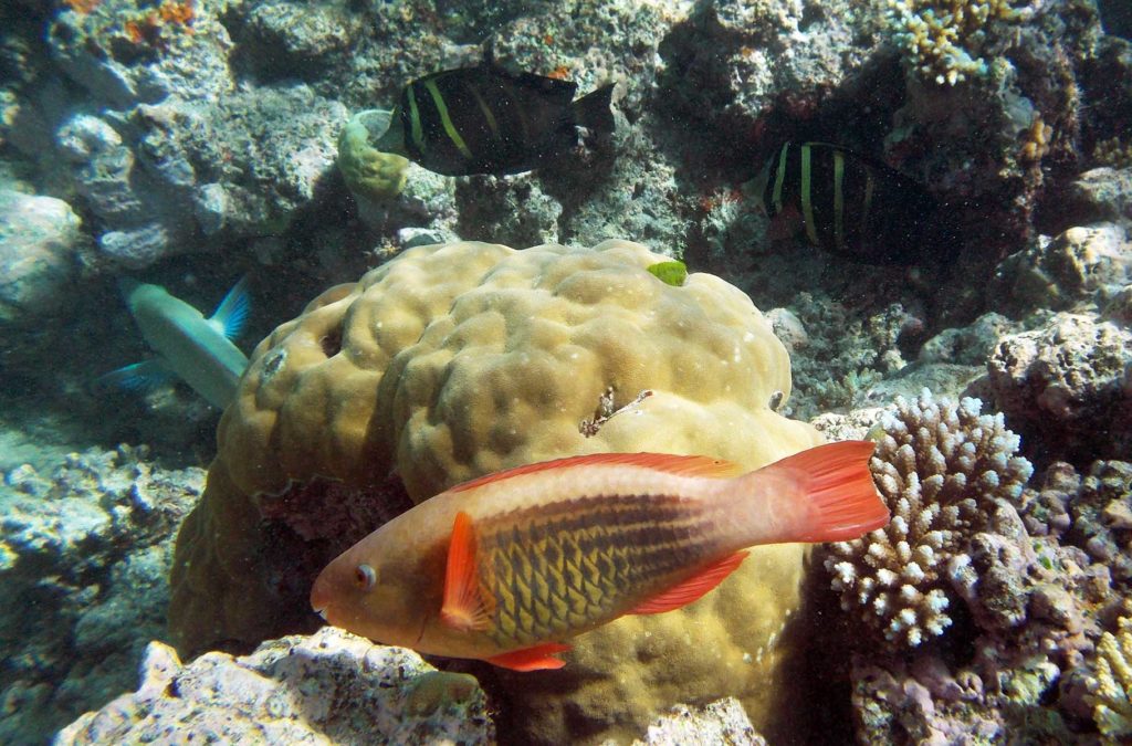 Peixes nadam na Grande Barreira de Corais (Austrália)