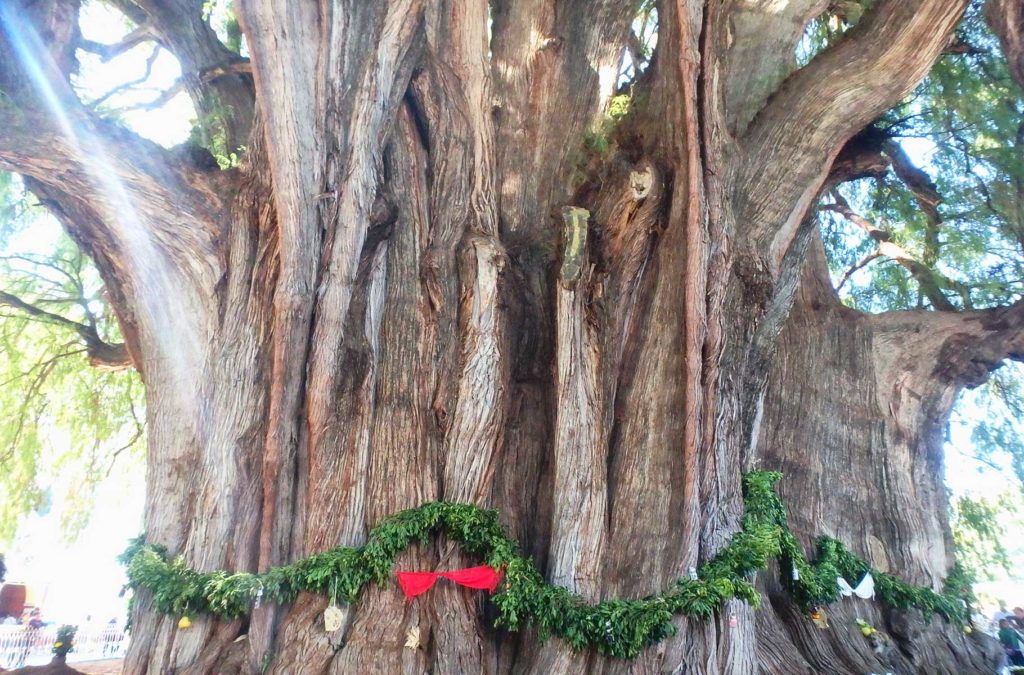 Enfeites circundam o tronco da árvore mais larga do mundo, o Arbol del Tule