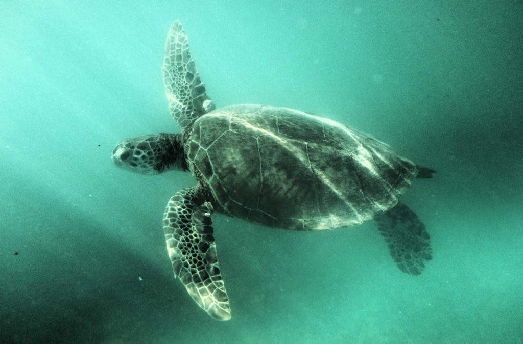 Tartaruga-verde nada nas águas da praia de Akumal, na Riviera Maia