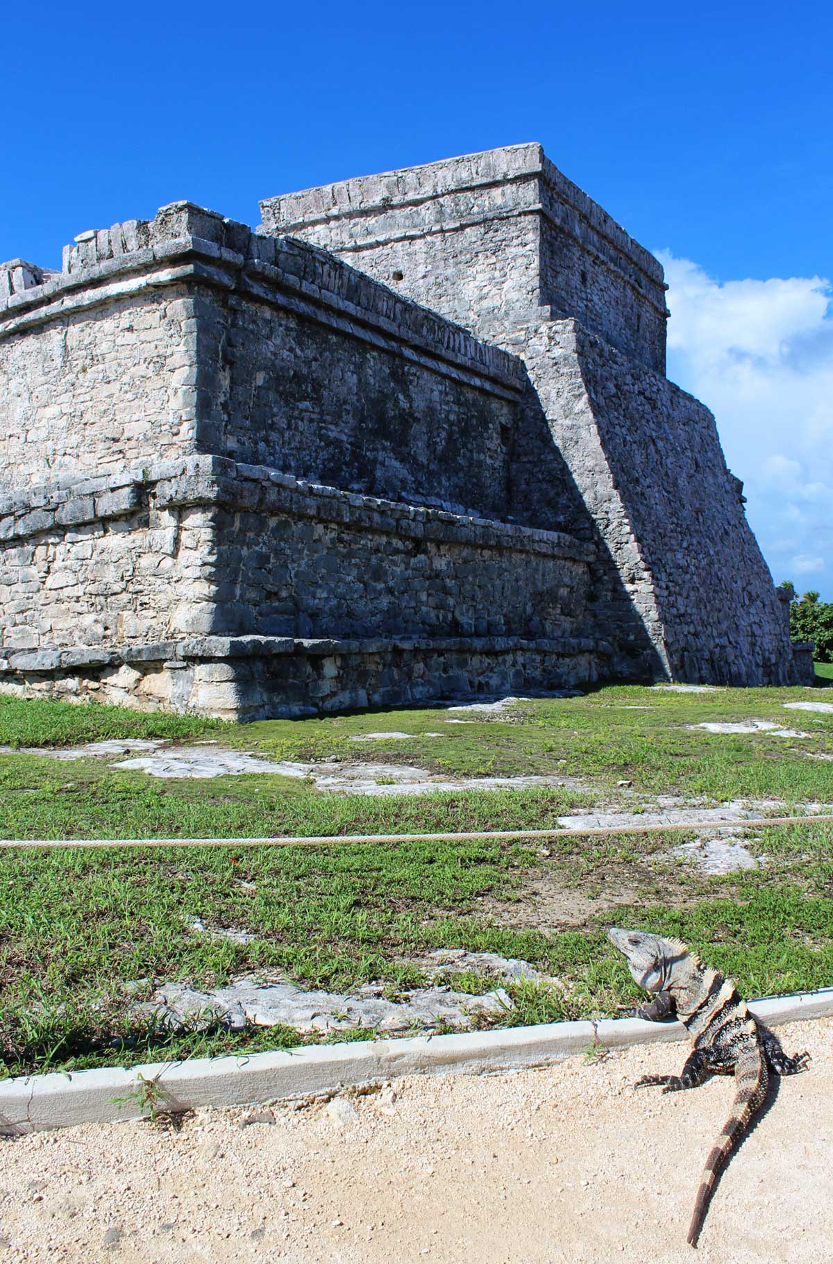 Iguana caminha em meio às ruínas maias de Tulum, no México
