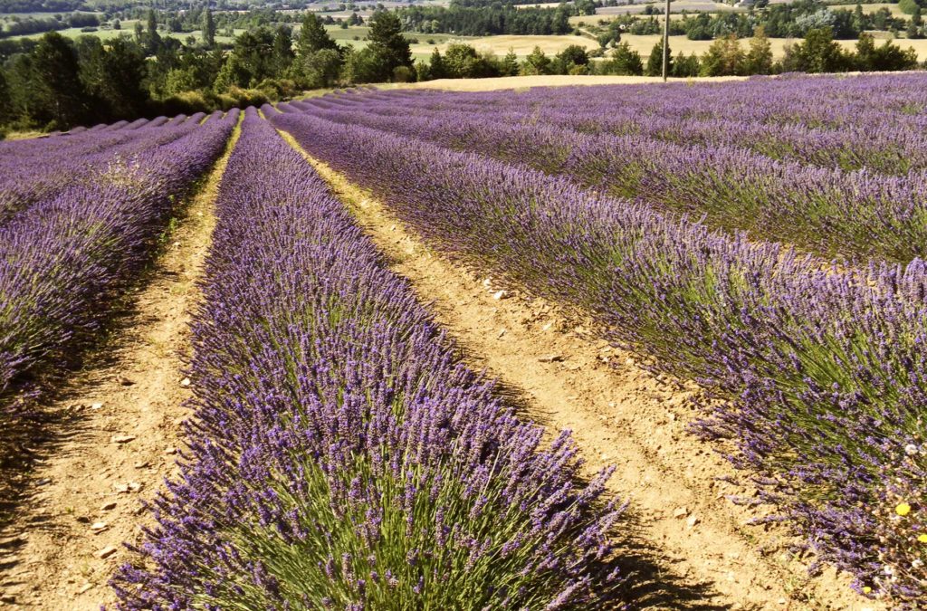 Campos de lavanda floridos na região da Provence (França)