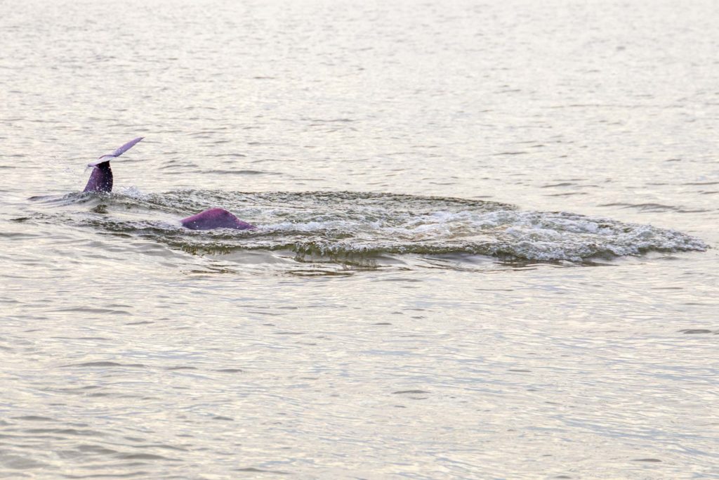 Botos cor-de-rosa nadam no Rio Tapajós em Alter do Chão (Brasil)