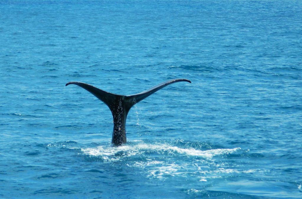Baleia mergulha em Kaikoura (Nova Zelândia)