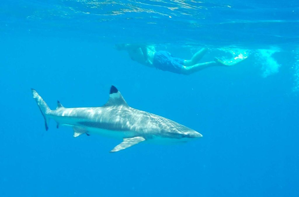 Homem nada próximo a um tubarão na Ilha de Bora Bora (Polinésia Francesa)
