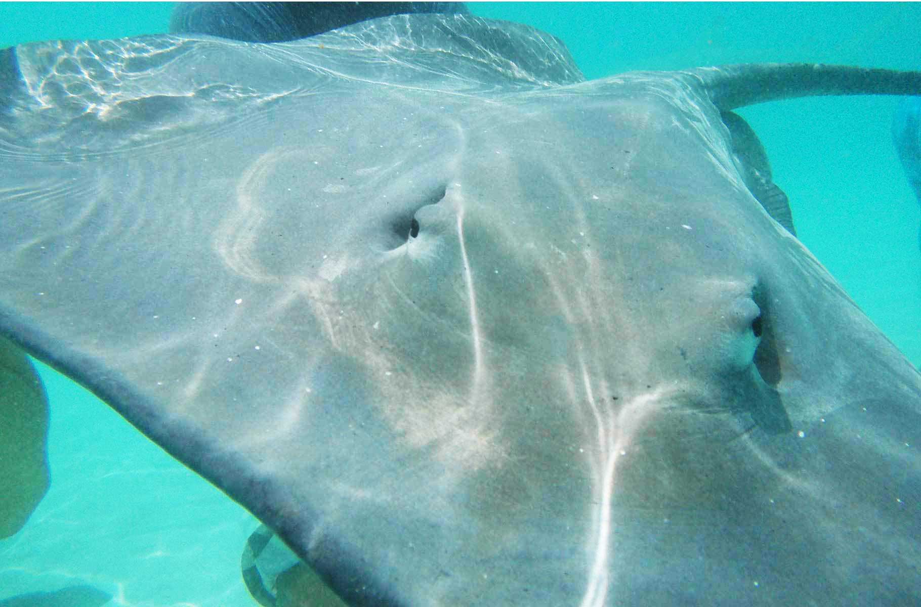 Raia em tour de snorkel em Bora Bora - dicas da polinésia francesa