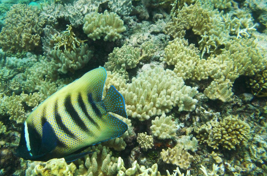 Peixe nada na Grande Barreira de Corais, uma das atrações da Austrália