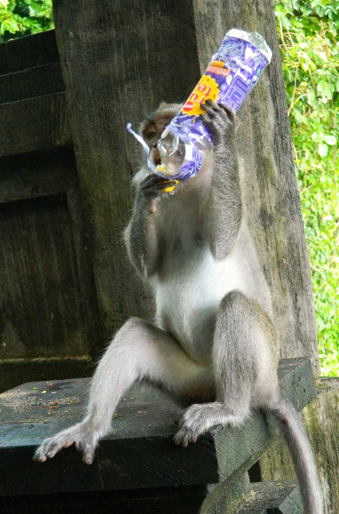 Macaco bebe suco de garrafa plástica na Ilha de Bali, na Indonésia