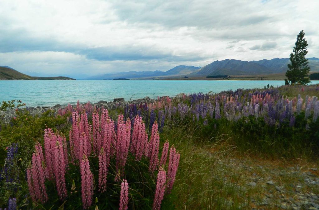 Roteiro de viagem pela Nova Zelândia - Lago Tekapo