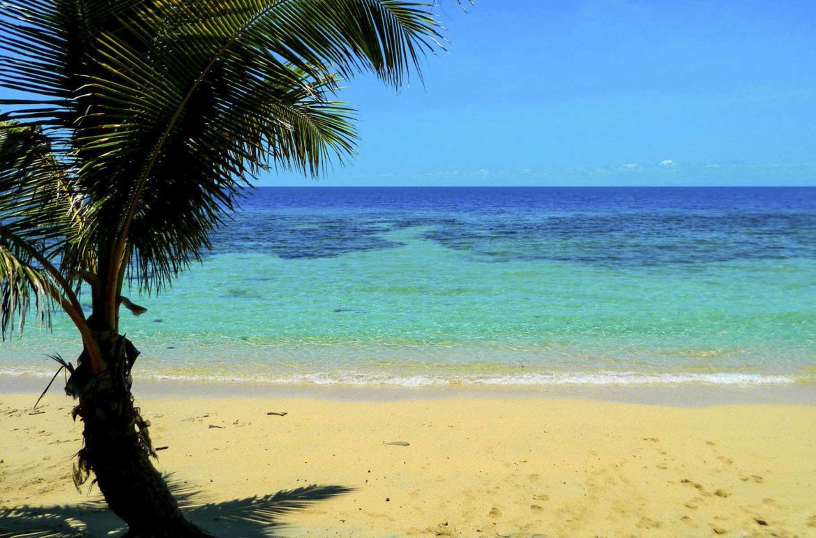 Palmeira em Sunrise Beach, na Ilha Drawaqa, Arquipélago das Yasawa (Fiji)