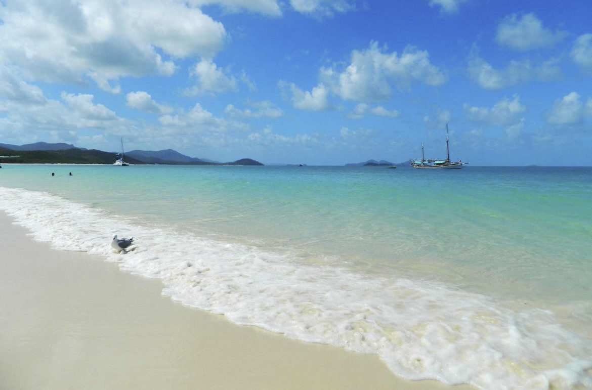 Gaivota pousa na Praia de Whitehaven, na Ilha Whitsunday (Austrália)