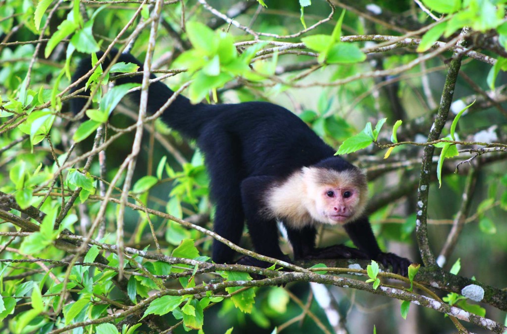 Roteiro de viagem pela Costa Rica: 10 dias de San José ao Caribe