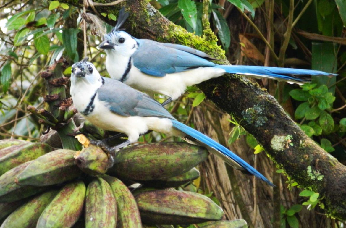 Fotos da Costa Rica: 'Viaje' pelo país em 45 imagens