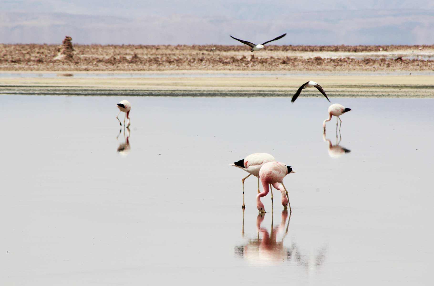 O que fazer no Atacama - Salar do Atacama