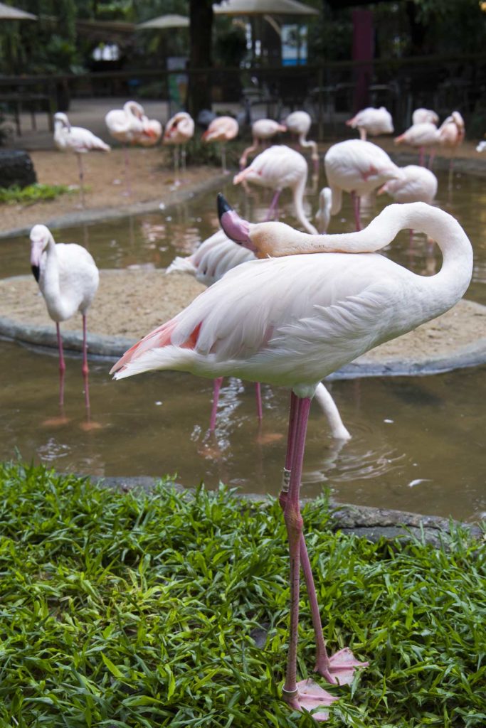 O que fazer em Foz do Iguaçu - Parque das Aves