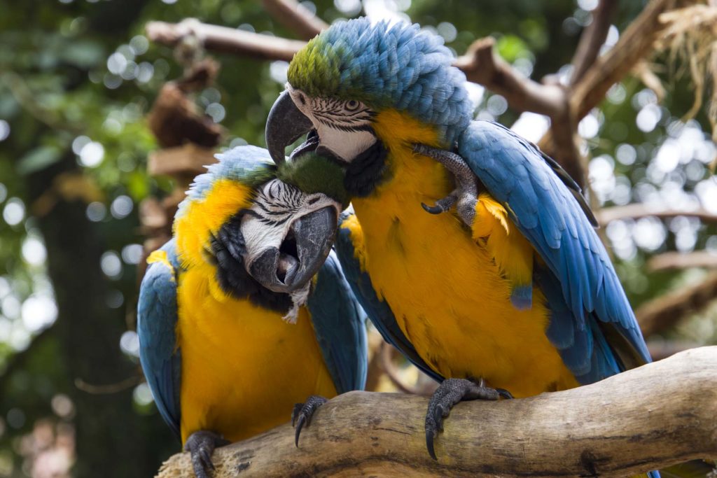 O que fazer em Foz do Iguaçu - Parque das Aves