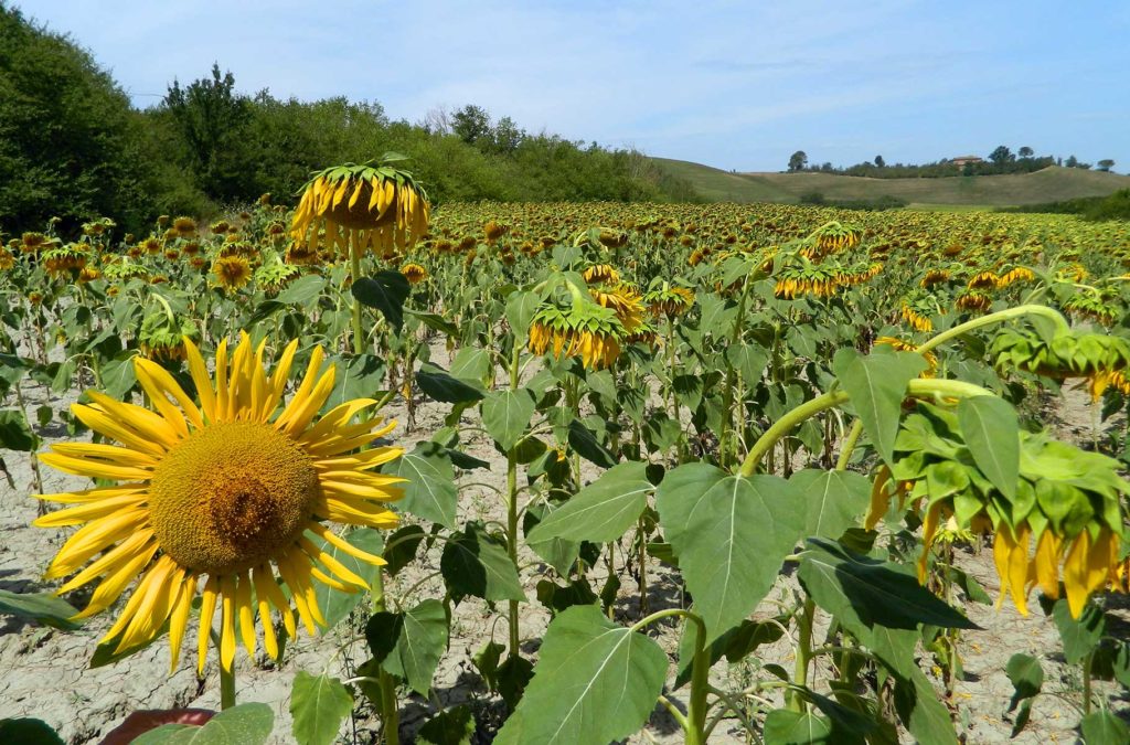 Girassóis murchos em plantação na Toscana (Itália)