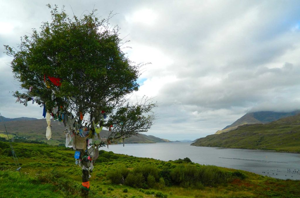 Dicas da Irlanda - 'Fairy trees'