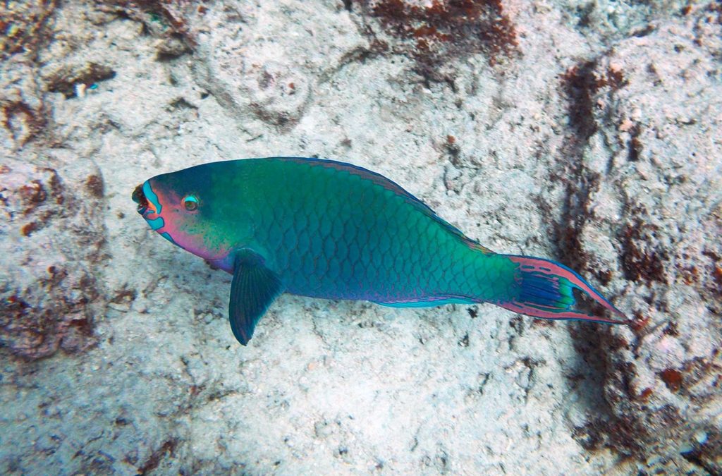 Lugares imperdíveis na Oceania - Grande Barreira de Corais (Austrália)