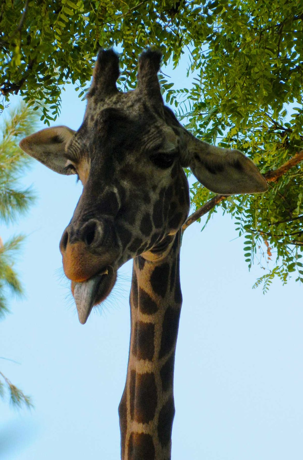 Fotos de Buenos Aires - Zoo de Buenos Aires