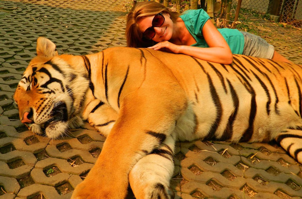 Tiger Kingdom, em Chiang Mai