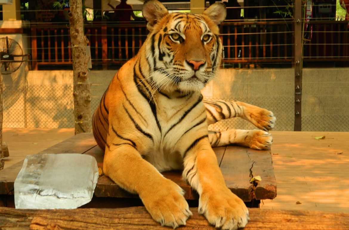 Tiger Kingdom, em Chiang Mai