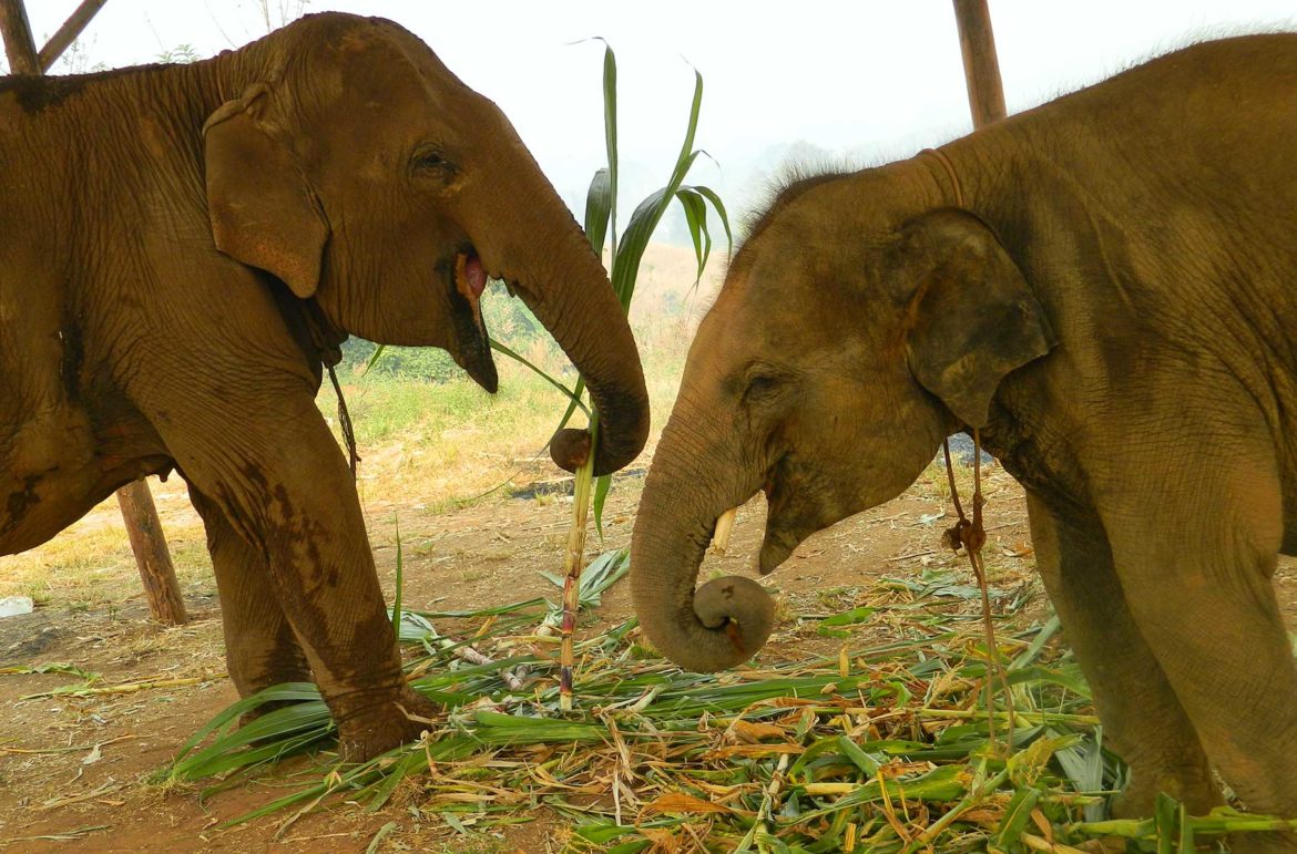 Centro de recuperação de elefantes em Chiang Mai