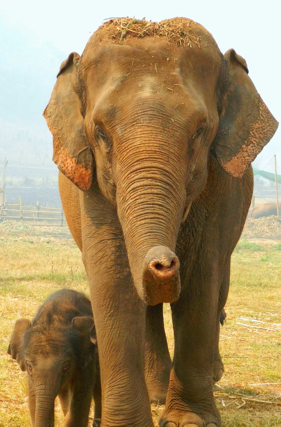 Centro de recuperação de elefantes em Chiang Mai