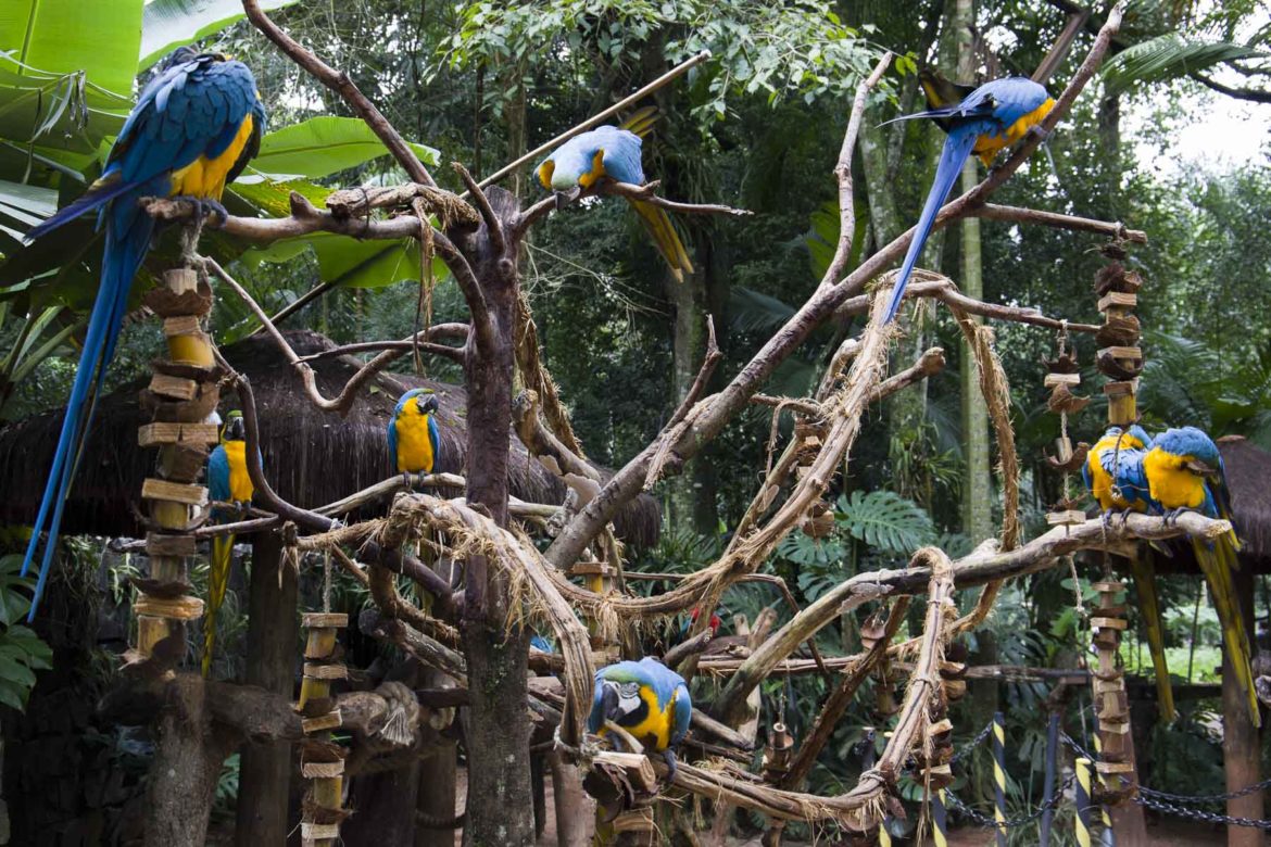 Fotos de Foz do Iguaçu - Parque das Aves