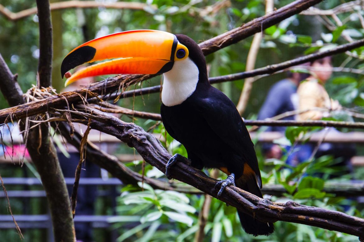 Fotos de Foz do Iguaçu - Parque das Aves