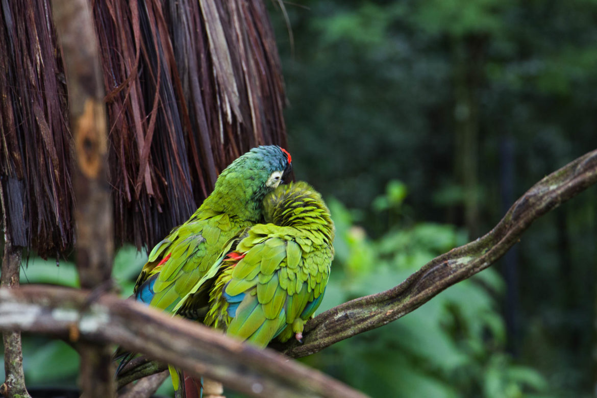 Fotos de Foz do Iguaçu - Parque das Aves