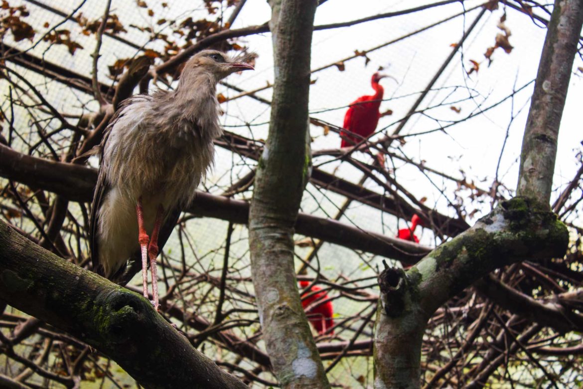 Fotos de Foz do Iguaçu - Parque das Aves