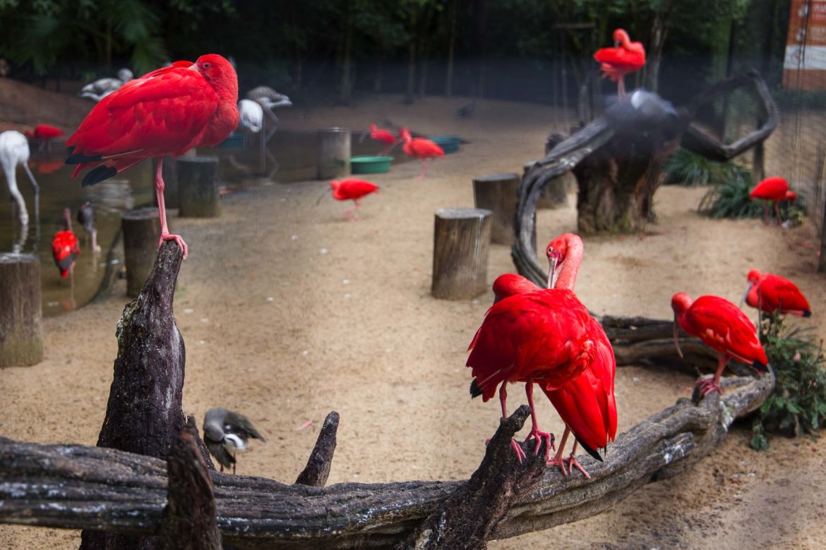 Fotos de Foz do Iguaçu - Parque das Aves