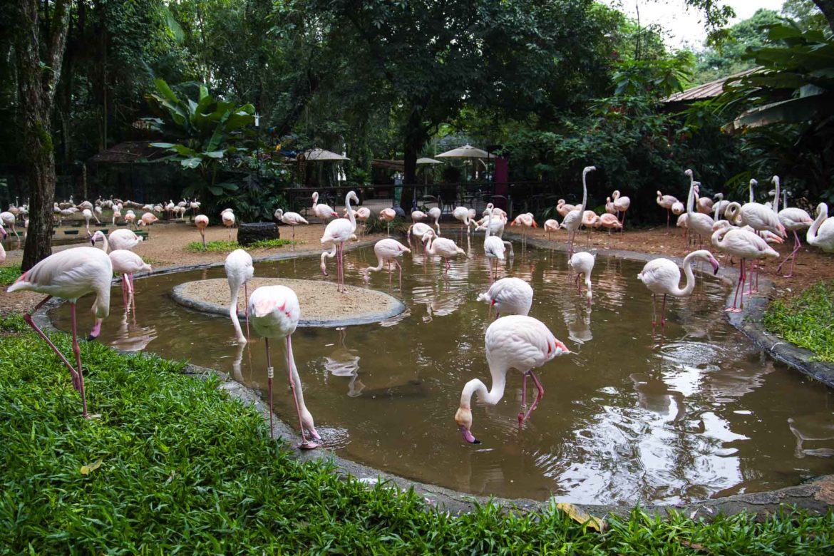 Fotos de Foz do Iguaçu - Parque das Aves