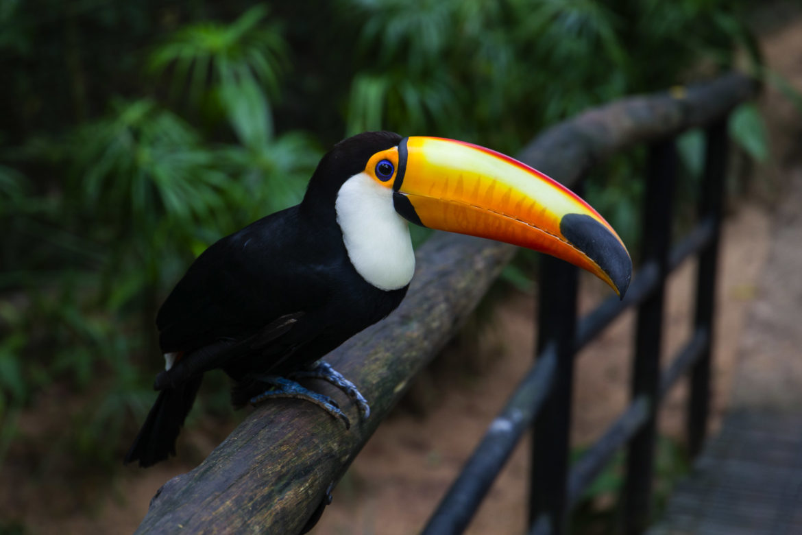 Fotos de Foz do Iguaçu - Parque das Aves