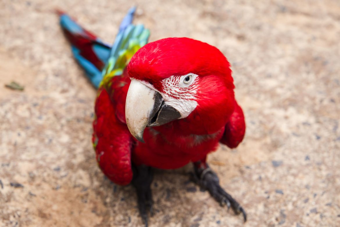 Fotos de Foz do Iguaçu - Parque das Aves