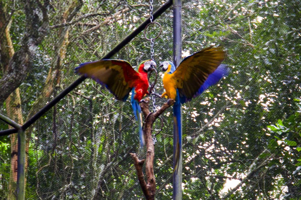 Fotos de Foz do Iguaçu - Parque das Aves