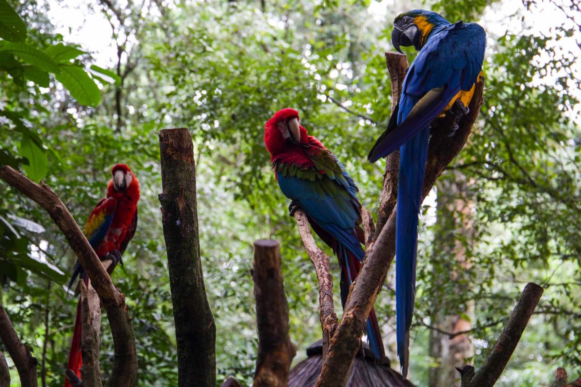 Fotos de Foz do Iguaçu - Parque das Aves