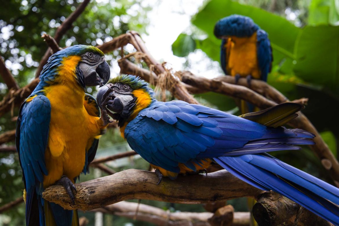 Fotos de Foz do Iguaçu - Parque das Aves