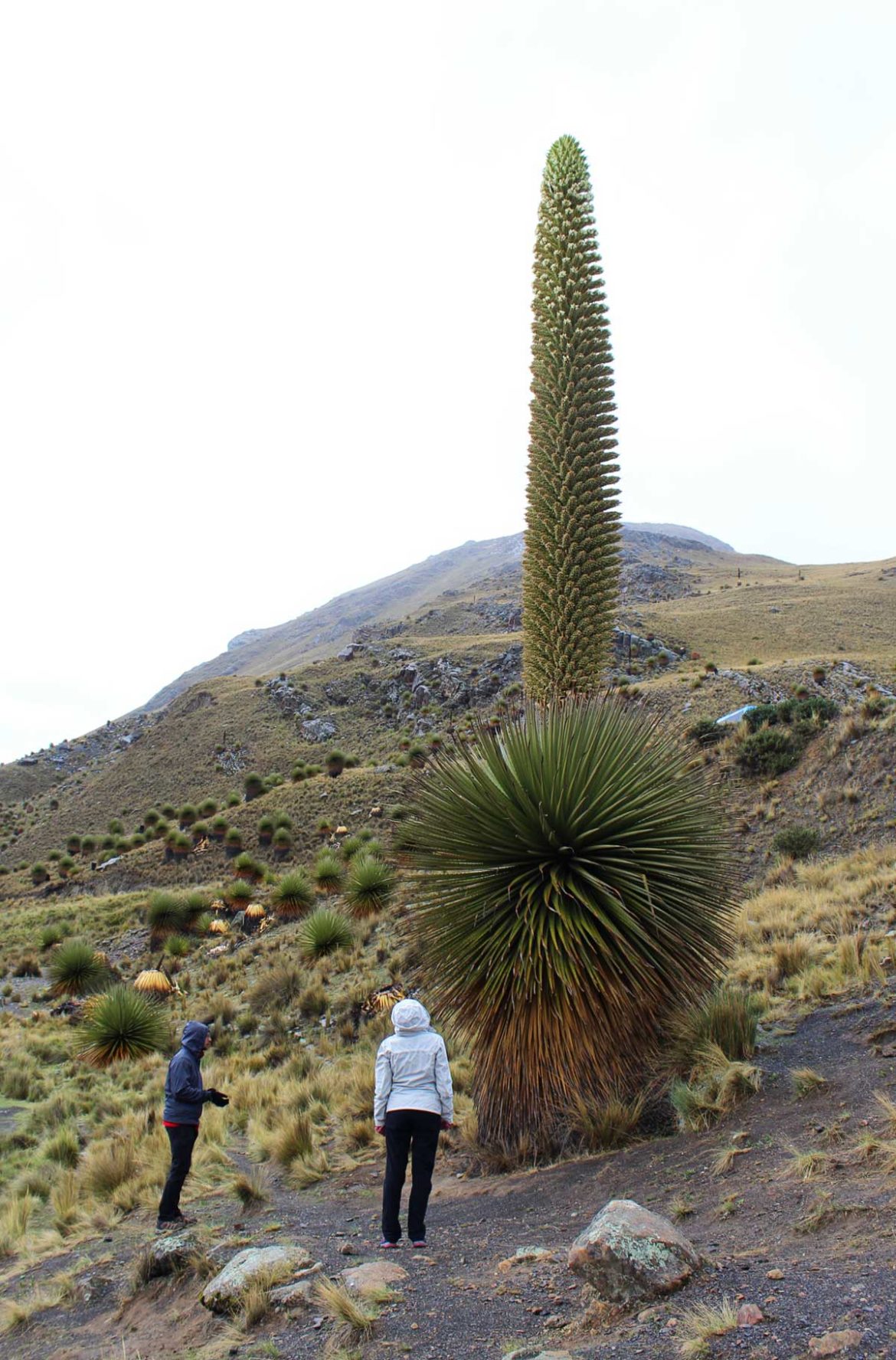 Fotos do Peru - Parque Nacional Huascarán, em Huaraz
